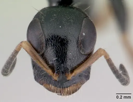 Tetraponera phragmotica specimen CASENT0136912 image casent0136912_2