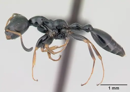 Tetraponera phragmotica specimen CASENT0136912 image casent0136912_3