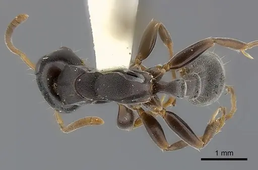 Tetraponera pilosa specimen CASENT0217596 image casent0217596_1