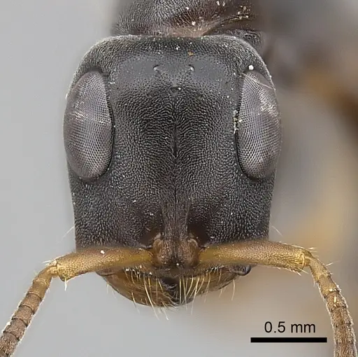 Tetraponera pilosa specimen CASENT0217596 image casent0217596_2
