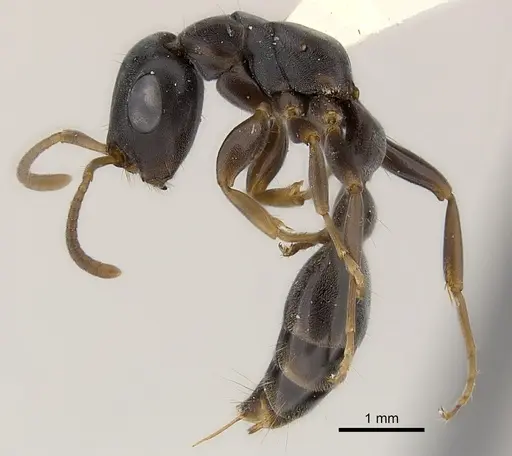 Tetraponera pilosa specimen CASENT0217596 image casent0217596_3