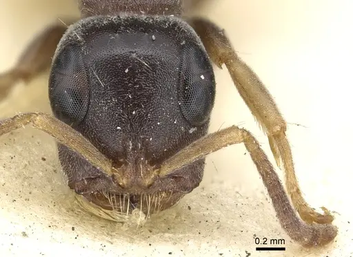 Tetraponera pilosa specimen CASENT0902820 image casent0902820_2