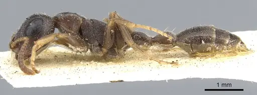 Tetraponera pilosa specimen CASENT0902820 image casent0902820_3