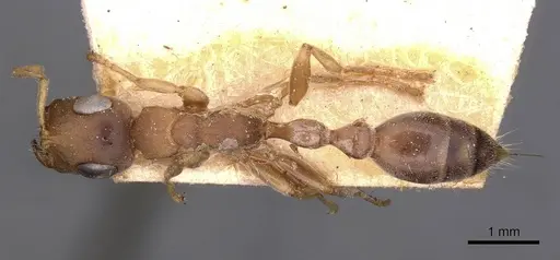 Tetraponera pilosa specimen CASENT0907448 image casent0907448_1