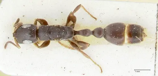 Tetraponera pilosa specimen FOCOL1163 image focol1163_1