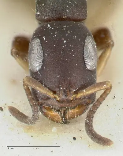 Tetraponera pilosa specimen FOCOL1163 image focol1163_2