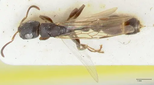 Tetraponera pilosa specimen FOCOL1164 image focol1164_1