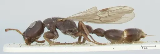 Tetraponera pilosa specimen FOCOL1164 image focol1164_3