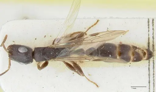 Tetraponera pilosa specimen FOCOL1165 image focol1165_1