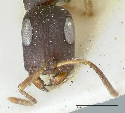 Tetraponera pilosa specimen FOCOL1165 image focol1165_2