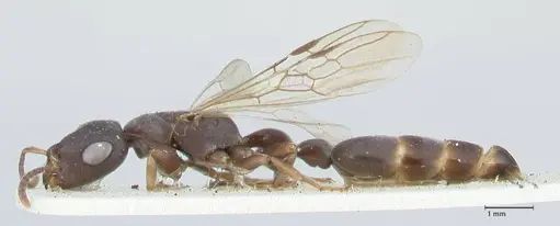 Tetraponera pilosa specimen FOCOL1165 image focol1165_3