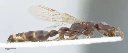 Tetraponera pilosa specimen FOCOL1165 image focol1165_4