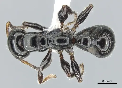 Tetraponera polita specimen CASENT0902835 image casent0902835_1