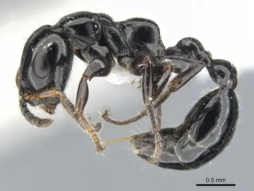 Tetraponera polita specimen CASENT0902835 image casent0902835_3