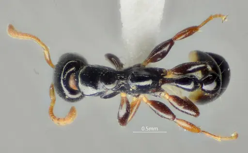 Tetraponera protensa specimen ANTWEB1060543 image antweb1060543_1