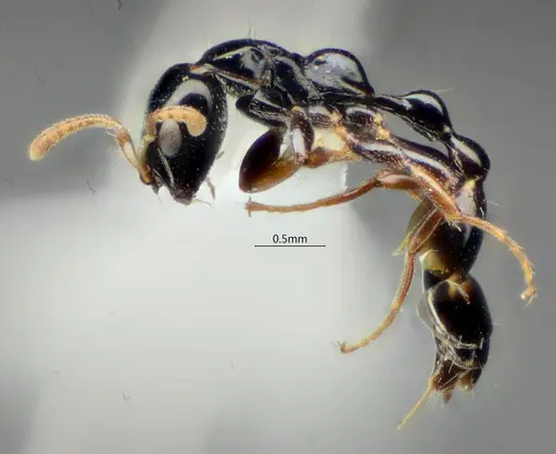 Tetraponera protensa specimen ANTWEB1060543 image antweb1060543_3