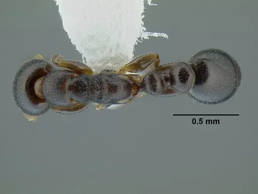 Tetraponera pumila specimen CASENT0794042 image casent0794042_1