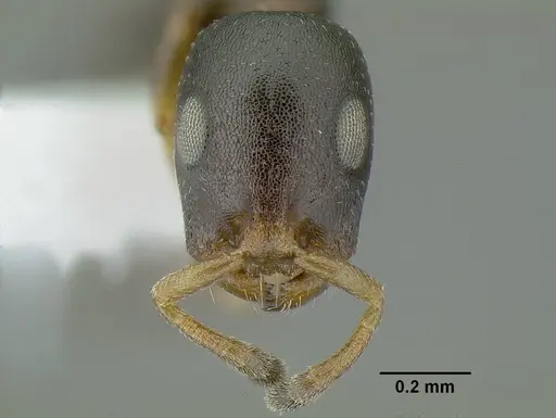 Tetraponera pumila specimen CASENT0794042 image casent0794042_2