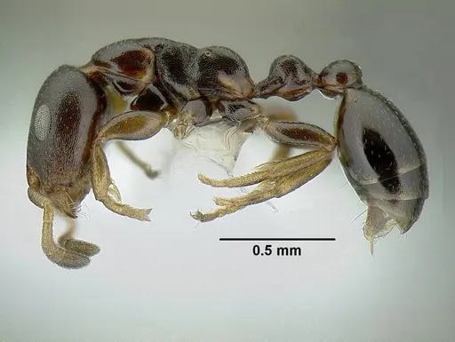 Tetraponera pumila specimen CASENT0794042 image casent0794042_3