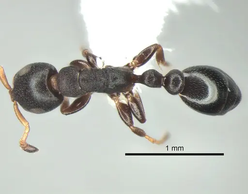 Tetraponera pumila specimen CASENT0863337 image casent0863337_1
