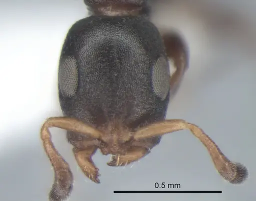 Tetraponera pumila specimen CASENT0863337 image casent0863337_2