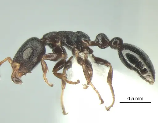 Tetraponera pumila specimen CASENT0863337 image casent0863337_3