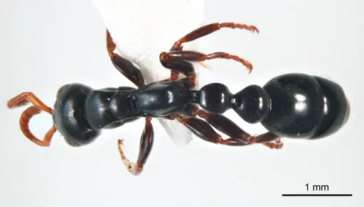 Tetraponera punctulata specimen ANTWEB1008728 image antweb1008728_1