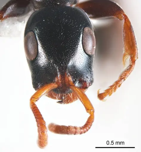 Tetraponera punctulata specimen ANTWEB1008728 image antweb1008728_2