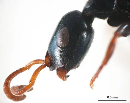 Tetraponera punctulata specimen ANTWEB1008728 image antweb1008728_3