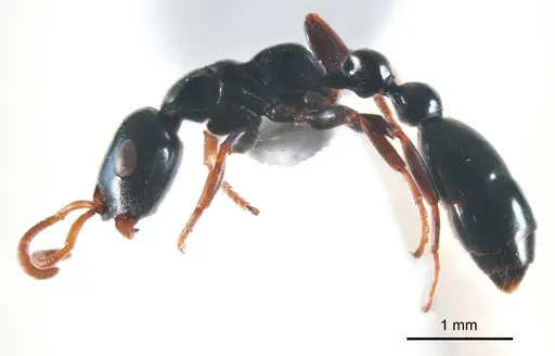 Tetraponera punctulata specimen ANTWEB1008728 image antweb1008728_4