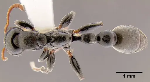 Tetraponera punctulata specimen CASENT0106098 image casent0106098_1