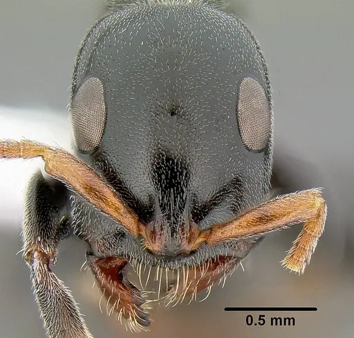 Tetraponera punctulata specimen CASENT0106098 image casent0106098_2