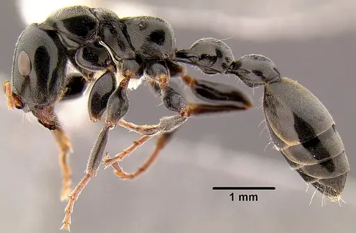 Tetraponera punctulata specimen CASENT0106098 image casent0106098_3