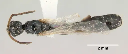 Tetraponera punctulata specimen CASENT0172000 image casent0172000_1