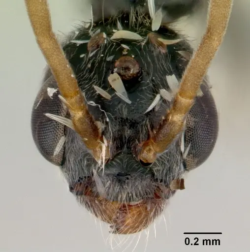 Tetraponera punctulata specimen CASENT0172000 image casent0172000_2