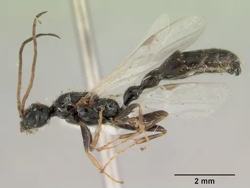 Tetraponera punctulata specimen CASENT0172000 image casent0172000_3