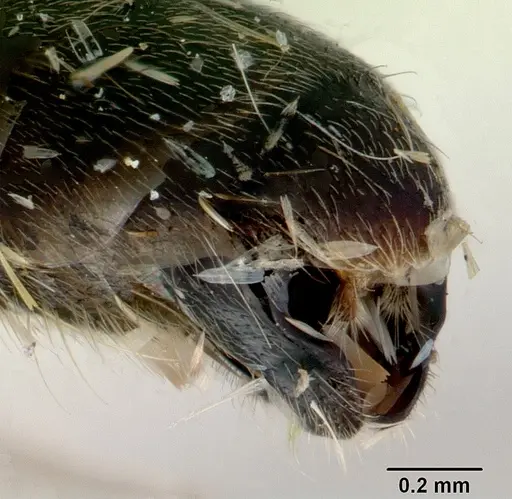 Tetraponera punctulata specimen CASENT0172000 image casent0172000_4