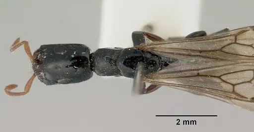 Tetraponera punctulata specimen CASENT0172001 image casent0172001_1