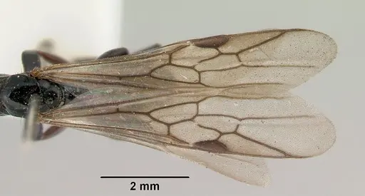 Tetraponera punctulata specimen CASENT0172001 image casent0172001_2