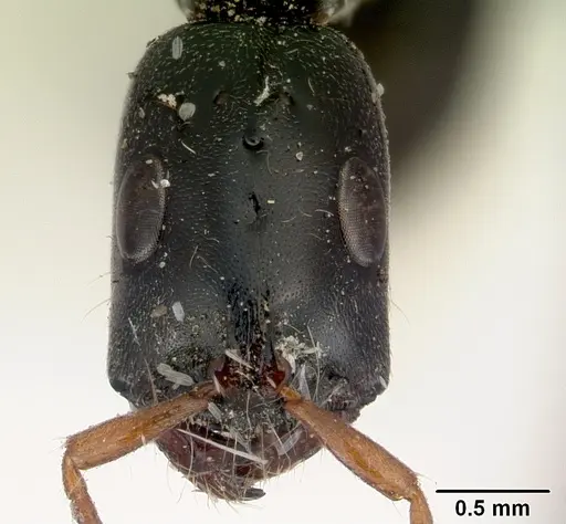 Tetraponera punctulata specimen CASENT0172001 image casent0172001_3