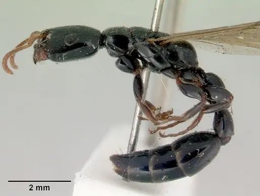 Tetraponera punctulata specimen CASENT0172001 image casent0172001_4
