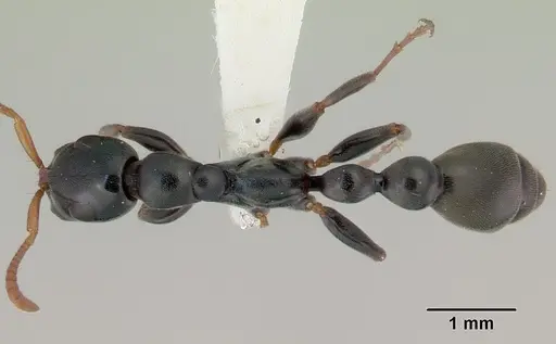 Tetraponera punctulata specimen CASENT0172004 image casent0172004_1