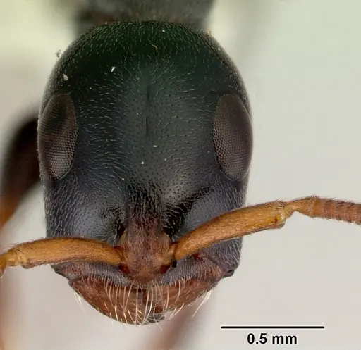 Tetraponera punctulata specimen CASENT0172004 image casent0172004_2