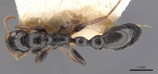 Tetraponera punctulata specimen CASENT0907468 image casent0907468_1