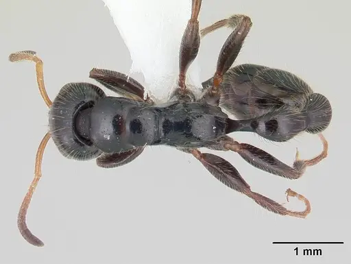 Tetraponera rakotonis specimen CASENT0012841 image casent0012841_1