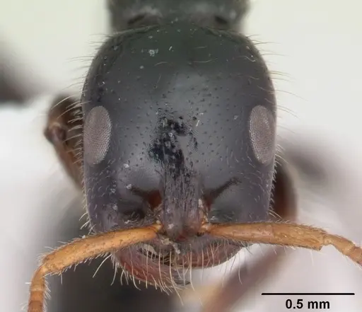 Tetraponera rakotonis specimen CASENT0012841 image casent0012841_2