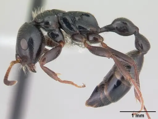 Tetraponera rakotonis specimen CASENT0012841 image casent0012841_3