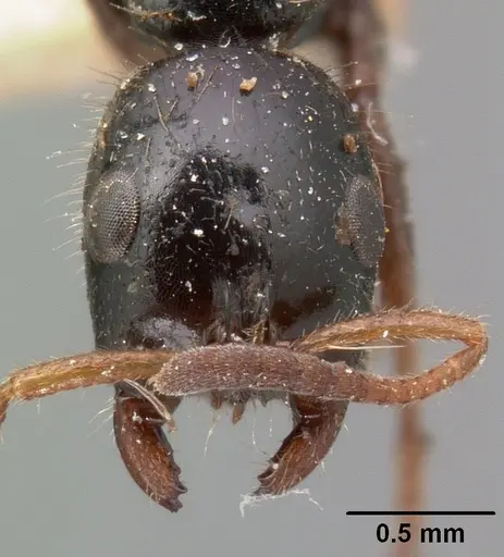 Tetraponera rakotonis specimen CASENT0101713 image casent0101713_2