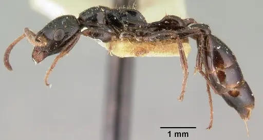 Tetraponera rakotonis specimen CASENT0101713 image casent0101713_4