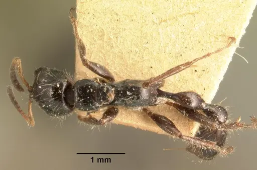 Tetraponera rakotonis specimen CASENT0101789 image casent0101789_1